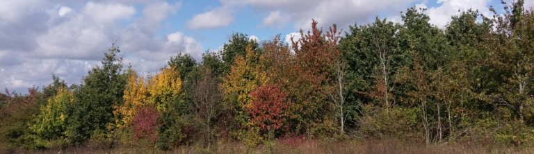 Autumn great holland pits 768x222