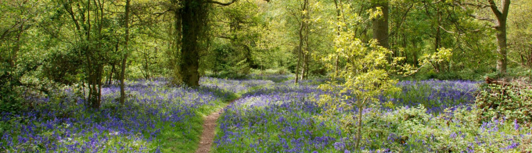 Weeleyhall Wood Richard Turner 0 768x222
