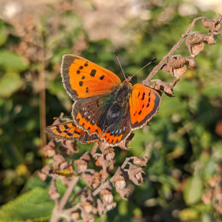 The Naze Butterfly 768x768