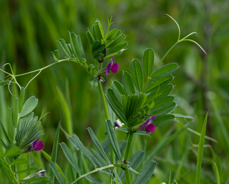 The Naze Flowers 768x619