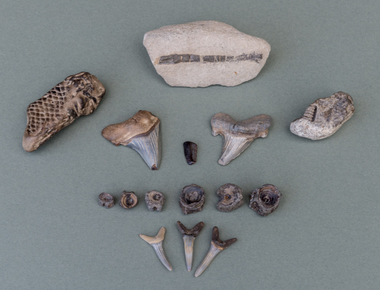 The Naze Fossils 768x587