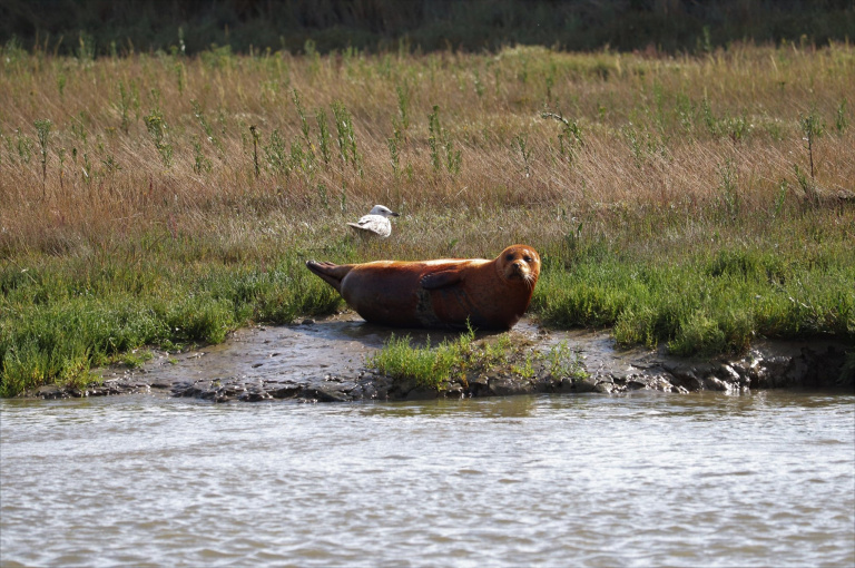 The Naze Seals 768x510