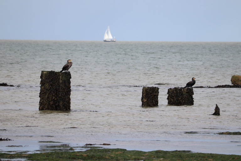 The Naze birds out to sea 768x512