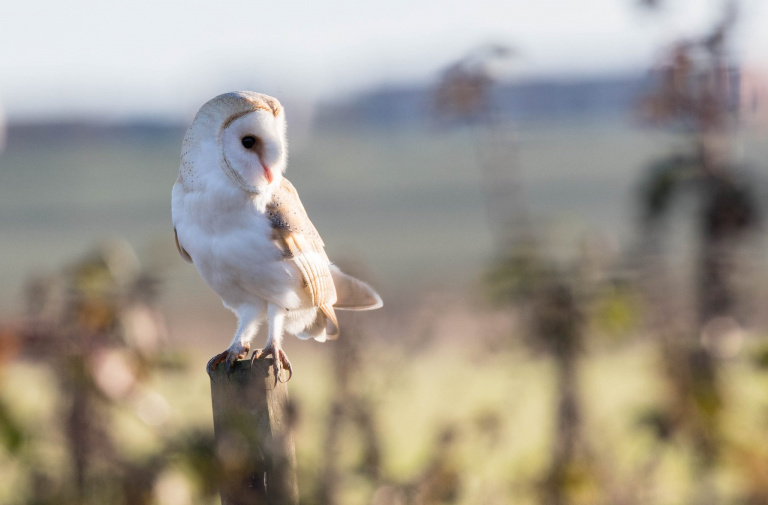 The Nazes Owl 768x505