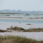 Walton backwaters Wildlife Boat Trips - Walton backwaters